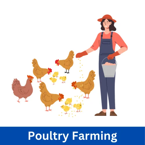 Small poultry farm in a village with chickens and ducks for egg and meat production